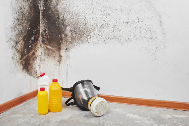 Best Mold Testing  in Juneau, AK