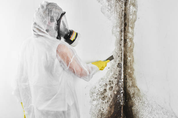 Best Local Mold Removal Service  in Juneau, AK