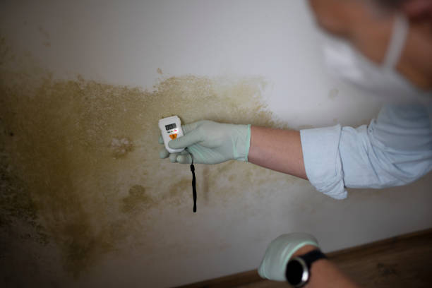 Best Mold Removal Near Me  in Juneau, AK